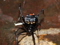 Latrodectus hasselti DSC09786 edit